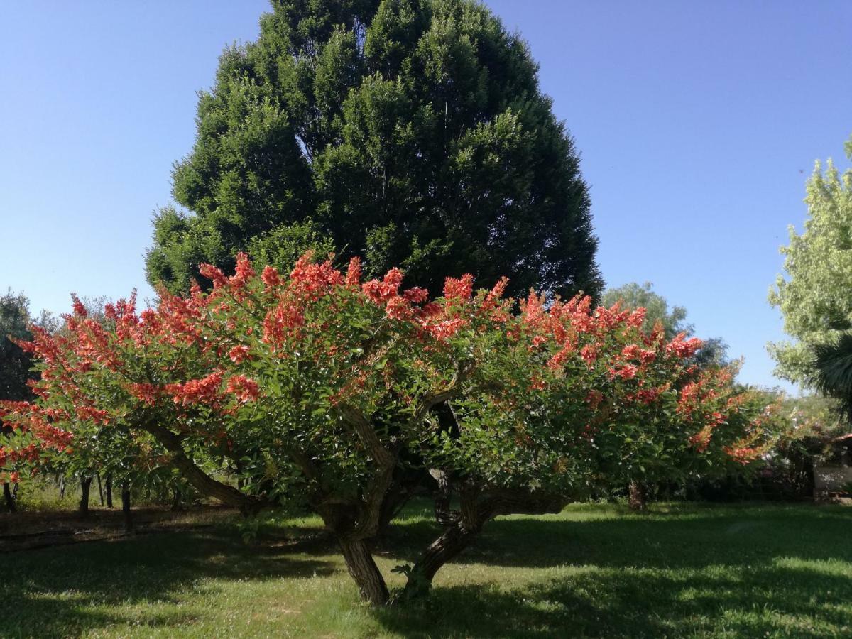 B&B Villa Napoli Battipaglia Exteriör bild