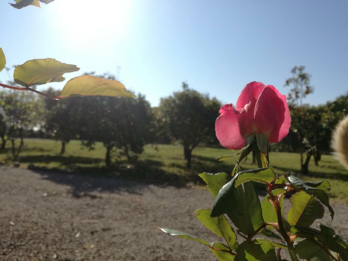 B&B Villa Napoli Battipaglia Exteriör bild